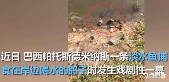 鱼的智商有多高?巴西一条淡水鱼伪装成石头,成功将鸽子拖下水