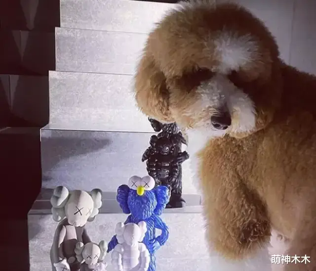 罗志祥|罗志祥借狗炫富惹争议,拍照背景全是大牌包,过个生日餐食都定制