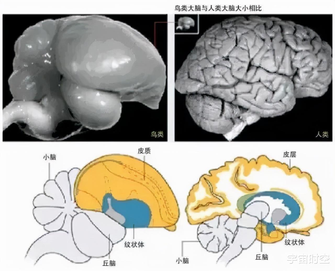 硬核科普:为什么只有人类进化出高度发达的大脑?