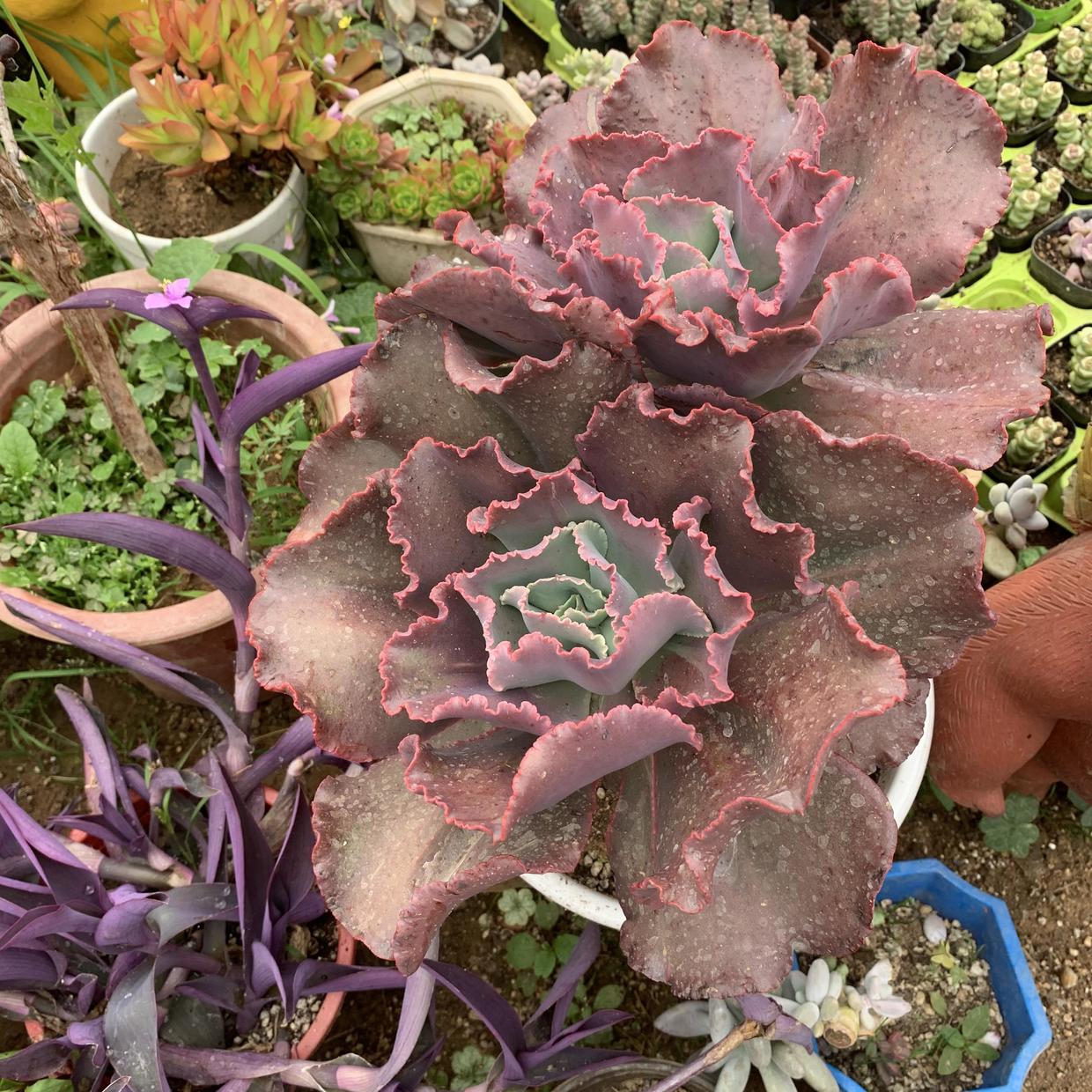 向阳园艺|即将立秋，多肉植物迎来生长季节，满足2点，好状态养出来