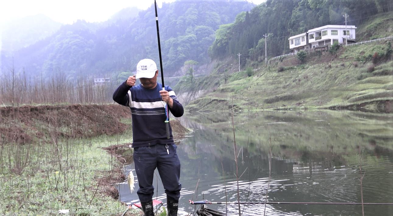 饵料|野钓时鱼停口往往是这些原因所导致，这样调整状况，没口变有口