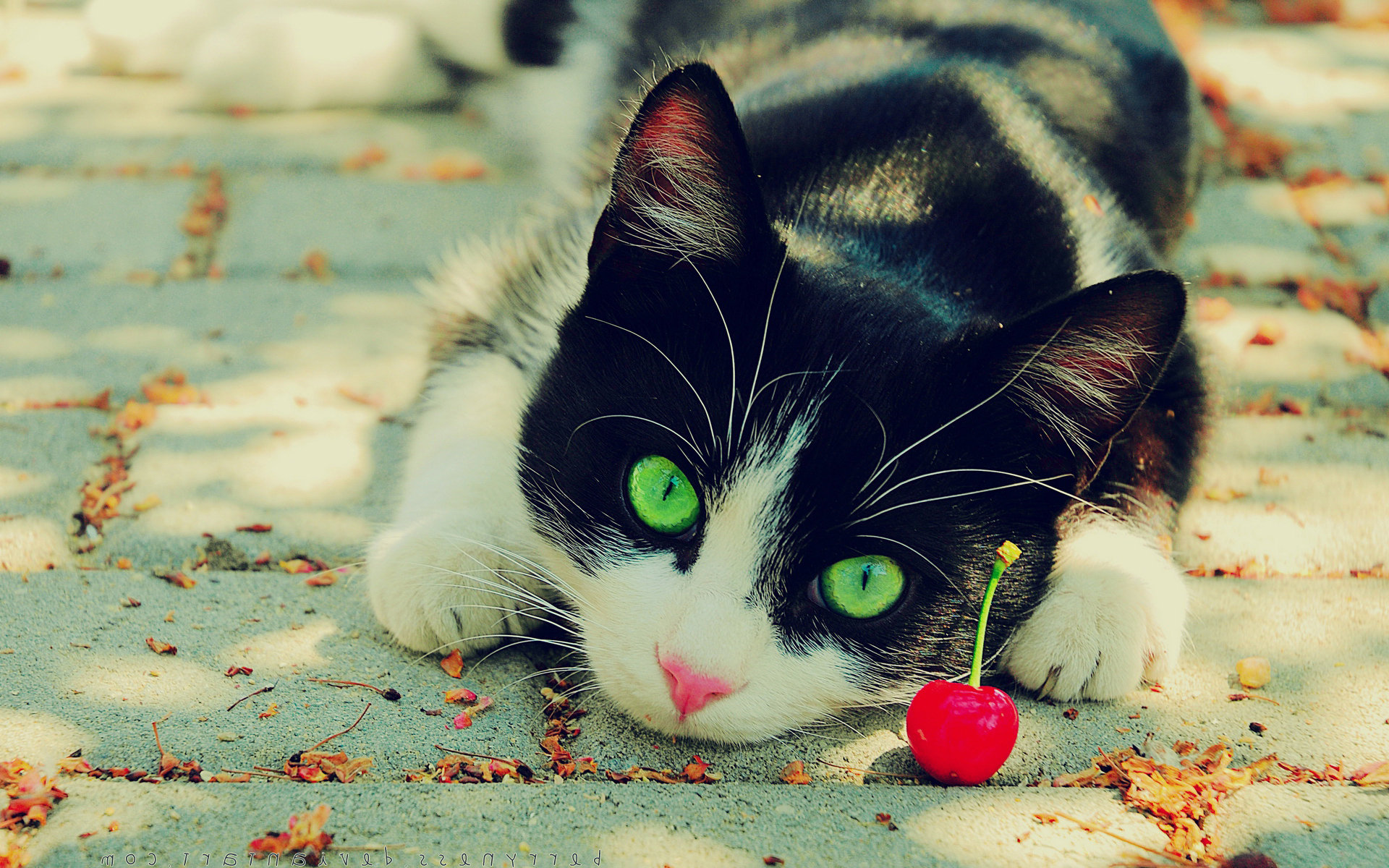 猫巫占卜|猫巫先生十二星座周运2021年8.30-9.5：期待过高，容易落空