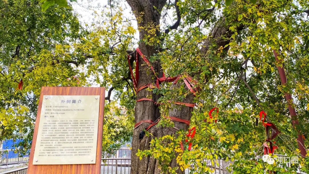 陈昊森|沌口宁康园的百年“神树”