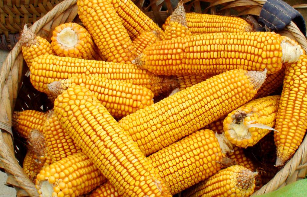 山东省 5月2日玉米价格行情：炸蒙圈了