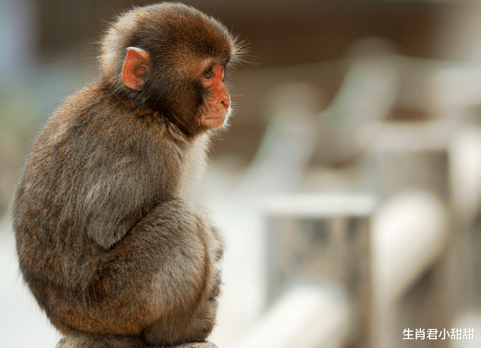 |生肖猴不畏惧艰难险阻,克服脚下重重困难,走上幸福之路