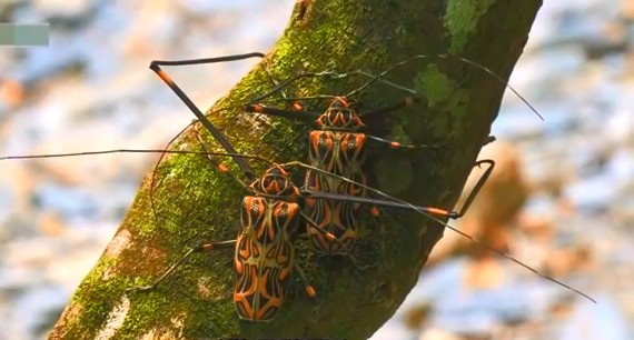 成哥看社会|5种巨大天牛昆虫，科学家还没发现的巨大幼虫，世界最大的伪蟑螂