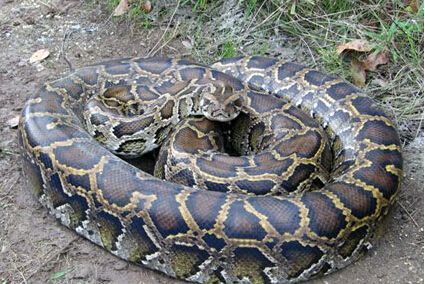 眼镜王蛇 眼镜王蛇,大战网纹蟒,结局如何呢?