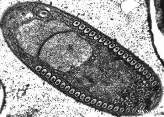 神舟 【地球生物全系列——真菌篇】真菌界—微孢子虫门