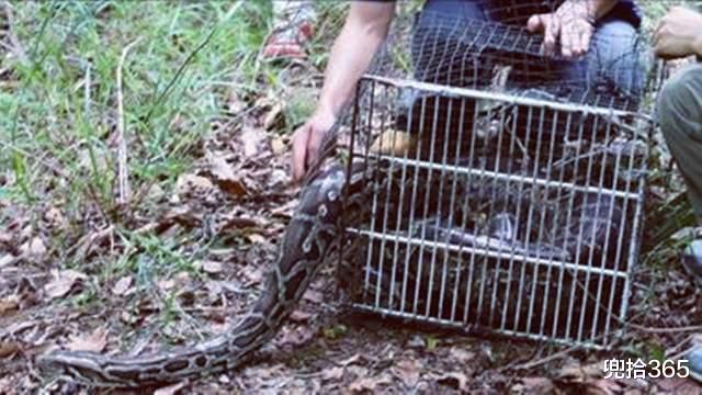 深圳市 怪异！巨型大蛇闯进深圳一山庄，多部门同时赶往现场，怎样处理？