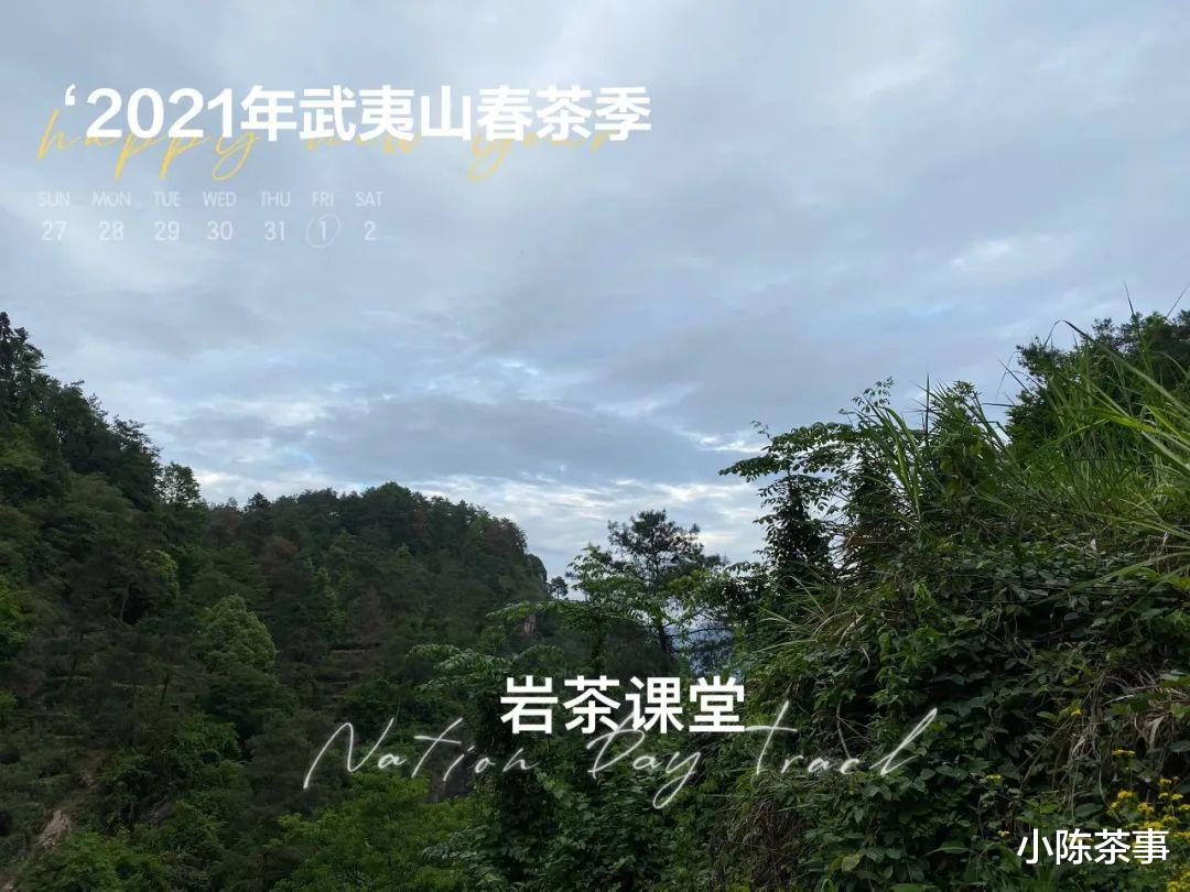 柠檬|无论肉桂、水仙、大红袍，喝武夷岩茶的尽头，都是老丛和陈茶？