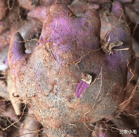 叫薯却不是薯,长得像人的脚板,入冬后成熟7元1斤,北方很少见