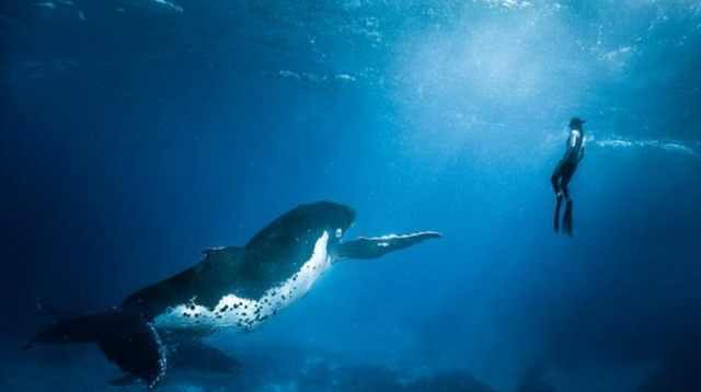 存在4500万年的海洋霸主,被塑料垃圾逼到绝境,为何沦落至此?