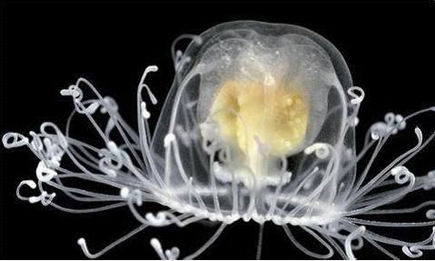 世界上可以“长生”的生物,灯塔水母长生之谜大揭秘!