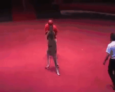 袋鼠 别秀了，袋鼠才是动物界的肌霸