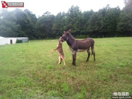 海豹 44张活久未见的照片，驴居然叼着一只狼，大白鲨撞飞海豹跃出水面捕食
