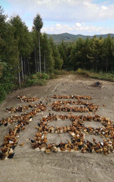 桃江|妹子，别以为不在办公室就安全了，等别人发现那就为时已晚了！