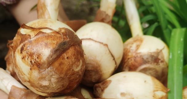 腰椎间盘突出|寒露后,多吃这5道菜,正当季,健脾祛湿、养心润肺,健康度深秋