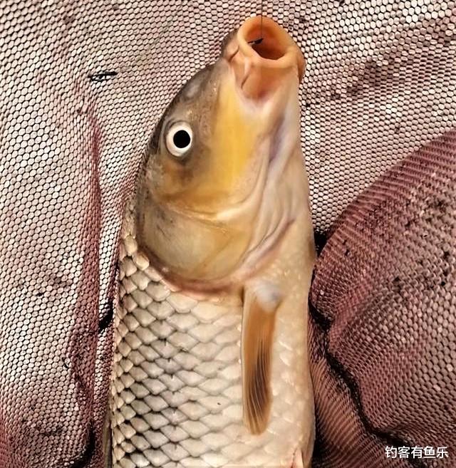 |夏天用玉米钓大鱼有技巧，用对爆护，用错则空军
