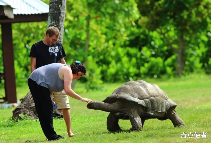 象龟 全球变暖让动物“变态”？非洲食草象龟捕杀鸟类，有史以来第一次