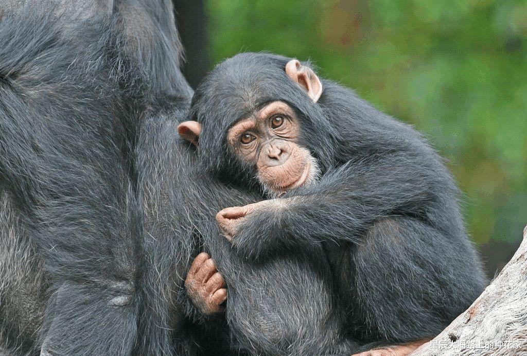 猩猩 艾滋病最早就在猩猩身上，人和猩猩相爱，到底会不会传染艾滋病？