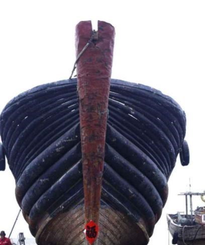 海龟 遭人唾弃的藤壶，到底有多可怕？看看鲸和海龟被折磨的样子就懂了