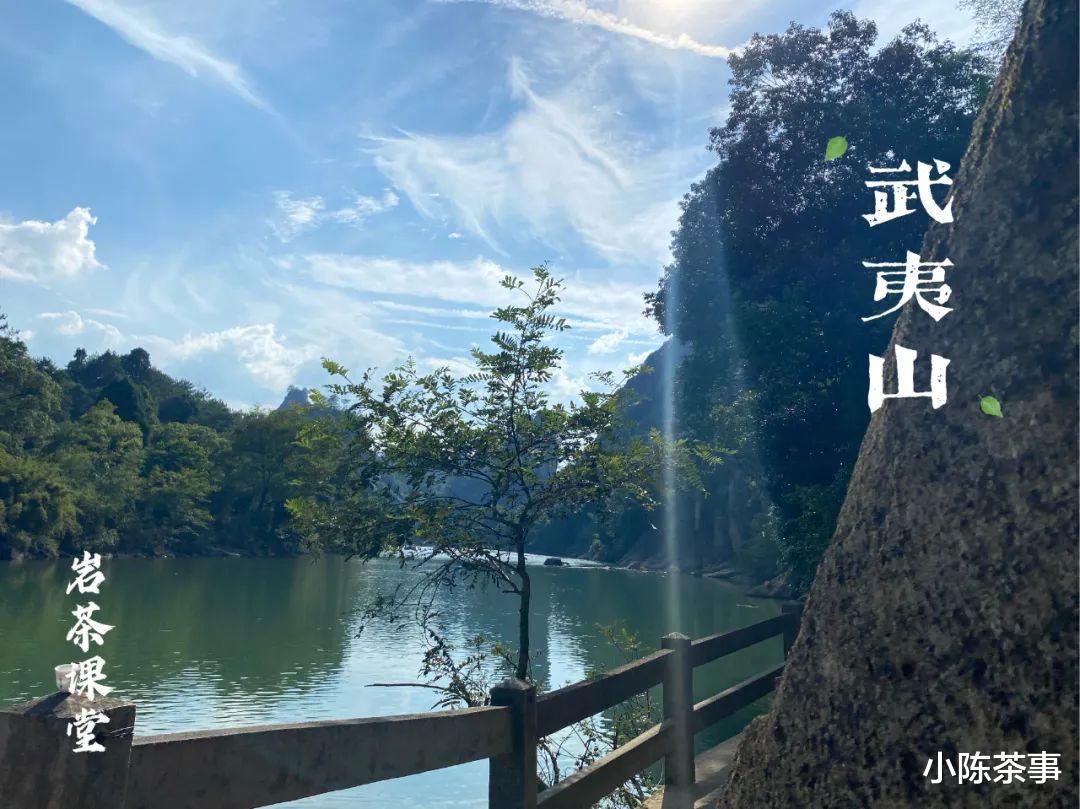 岩茶里，肉桂怎么区分好坏？听听老茶客的实话，都是踩坑后的血泪