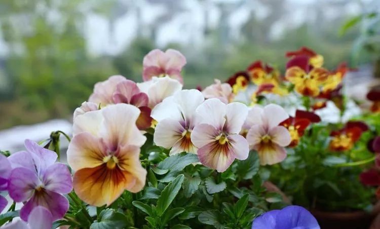 |3㎡的阳台能干嘛？这个宿舍小阳台花园或许会惊艳到你，看看吧！