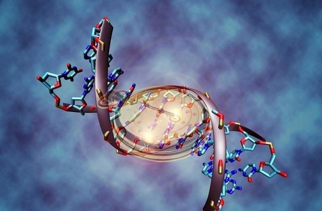 科学家 科学家发现雄绵羊长寿秘诀，或可使男性更加长寿，但却没人想尝试