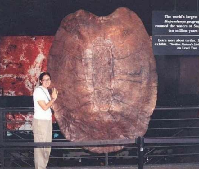 巨龟 还记得西游记中的载人巨龟吗？它真的存在，龟壳连电钻都钻不透