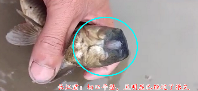 宓孤林|贵州老乡捞起“神仙鱼”，无头无眼，竟还能活，网友：生命奇迹