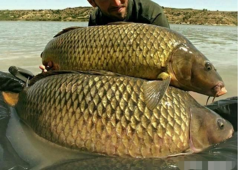 美国|我叫鲤鱼，是中国人的福星是美国人的噩梦，我很庆幸能来到美利坚