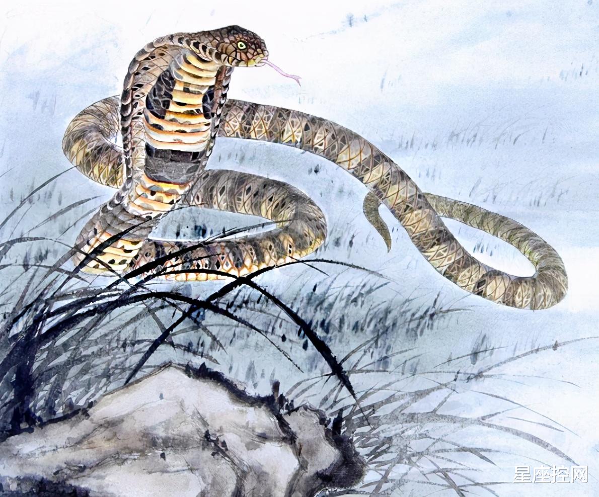 星座控网|啥属相的人，事业上升空间大，迟早有出息，成就荣誉多多