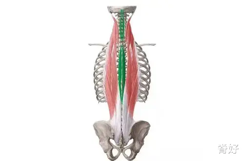 子宫肌瘤|腰背肌与脊柱——身体里的“金刚川”战场
