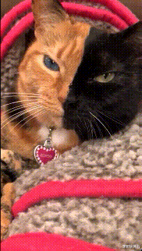 学姐说育儿|神回复：乔杉如果在洗脚城被抓，会退出演艺圈吗？神评笑死人