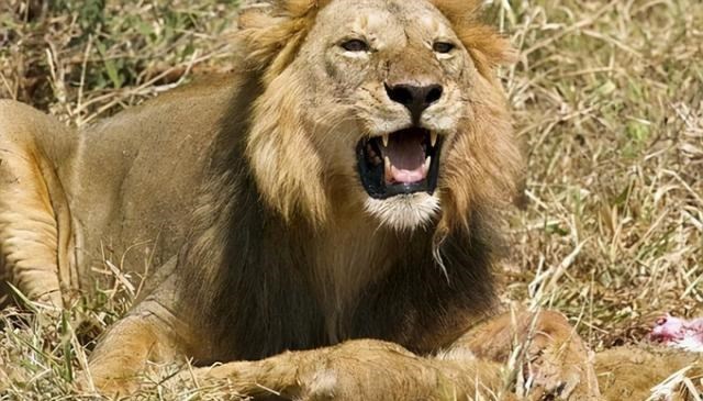 鬣狗 比人类压力还大的雄狮到底多悲惨？一生征战，打不动时死期就到了