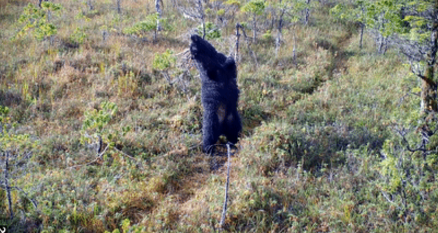 科学家 熊身后拖着10米长的“飘带”是啥？为何还会动？科学家：人体也有