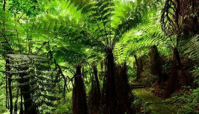 科学家 假如地球上森林增加一倍，会发生什么？科学家：后果将难以承受