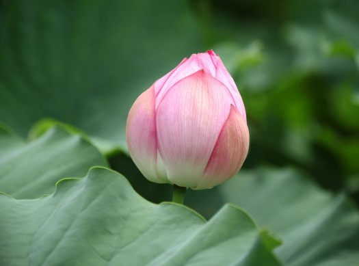 属鸡|进入7月，4属相有好运来袭，财旺、运旺、桃花旺，福气满满