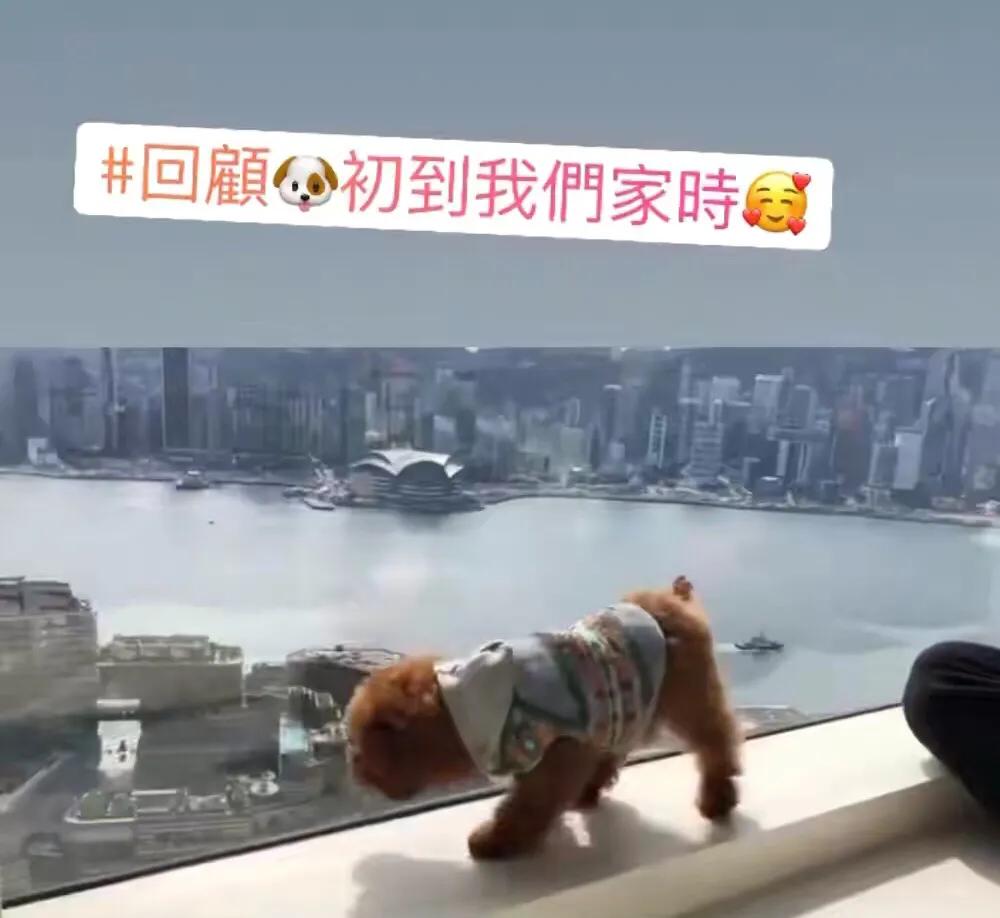 郭可盈|郭可盈和女儿为狗狗庆生，家中上亿豪宅曝光，尽收270度维港景色