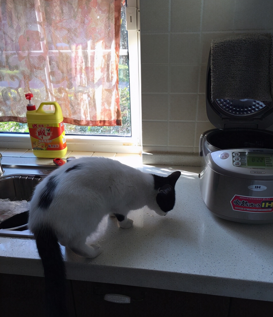 |走进黄菡在生活中的家，餐桌上还包着塑料膜，这生活过得好节俭