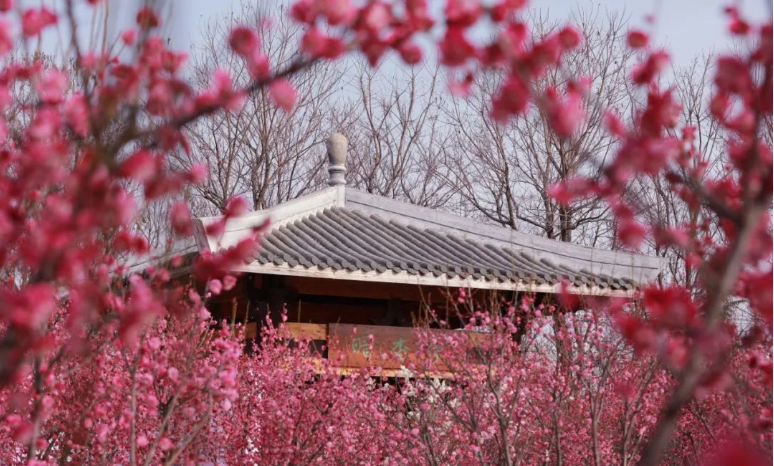 烈山文化旅游体育局 梅开正当时,南湖暗香来!