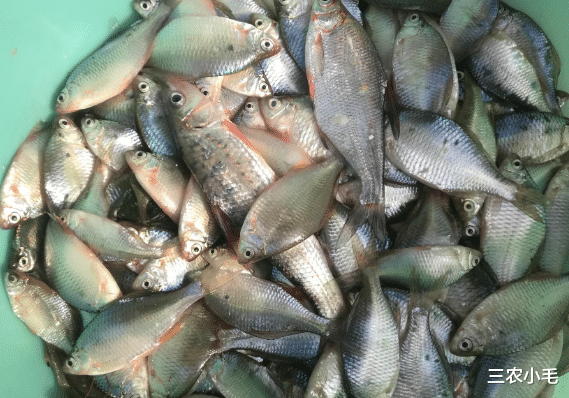 草鱼|钓鱼人口中的“四大害鱼”，钓鱼时最怕碰到了，其实味道都很鲜美