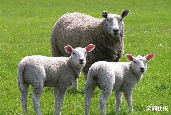 瞬间快乐|7月15日-7月21日,属猴、属羊、属猪运势攻略,厚积薄发,鲤跃龙门