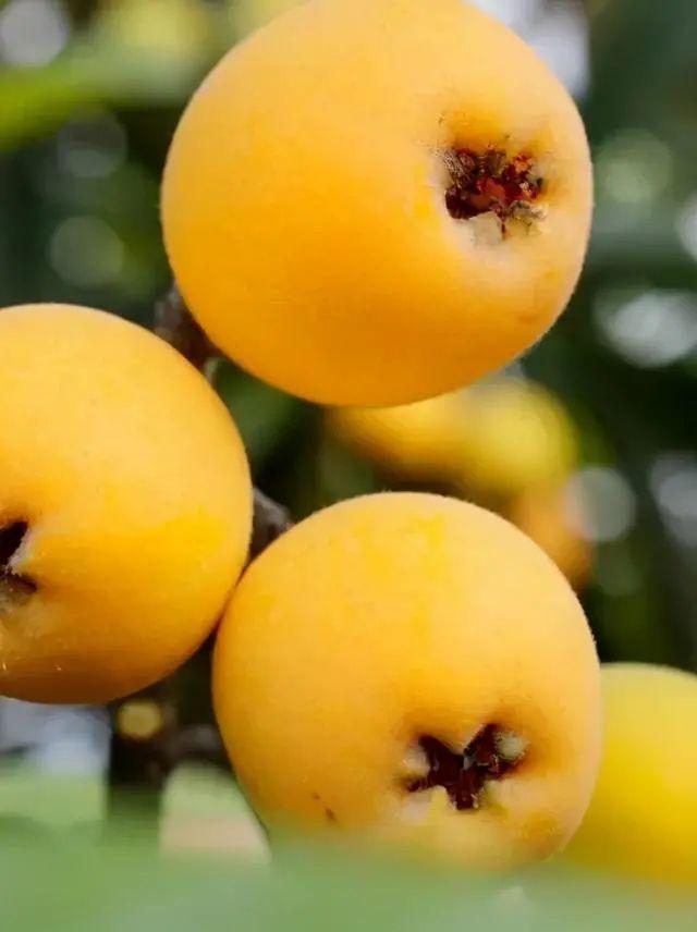 四川卫视 枇杷黄了！成都及周边采摘地图，收藏