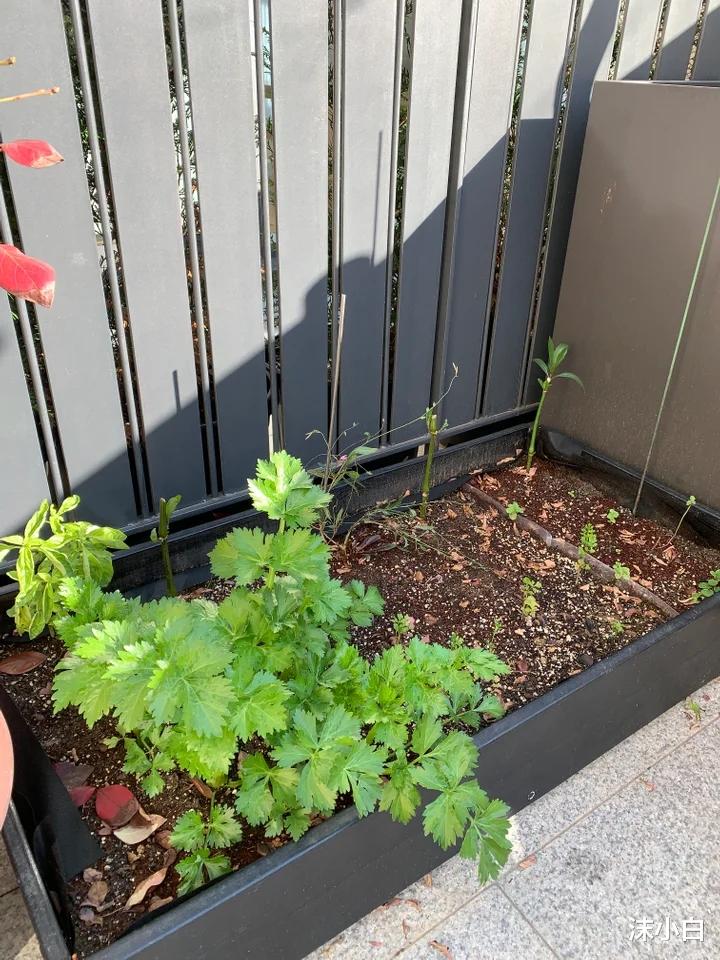 小三|远嫁韩国，执着于110㎡的小三层：城中幽静的小巷子，爽快极了