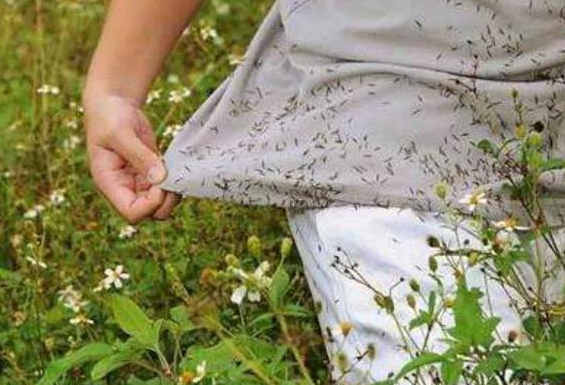 |密恐慎入, 钓友误入草丛深处, 立刻变身毛熊, 网友: 吉利服就此诞生