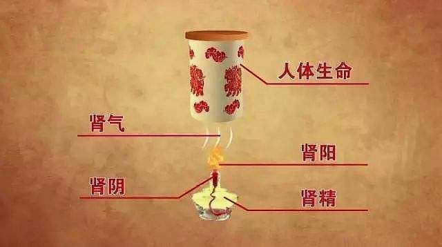 陈智勇|为什么说黄精具有补益气血，填补肾精的功效？
