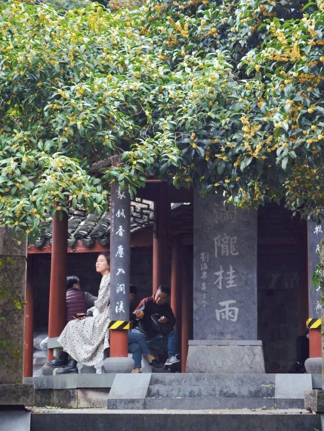 钱王祠|暂时忘记银杏红枫人们对这座城的秋日念想都在“看不见”的风景里