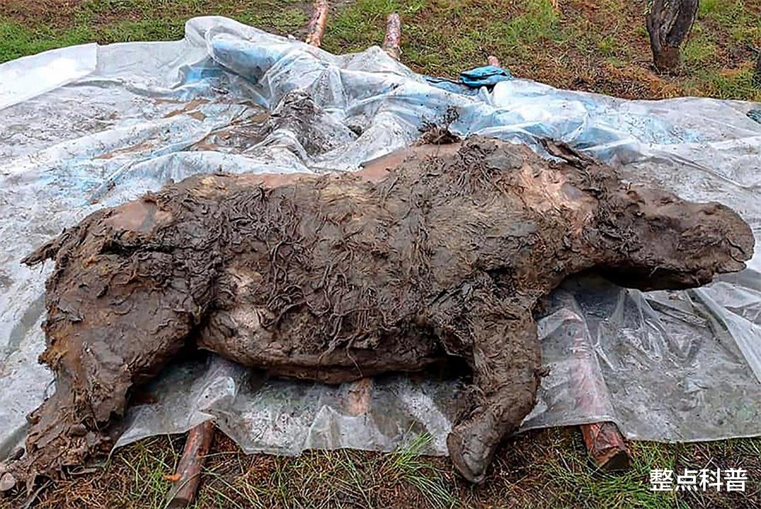 遗骸 永久冻土层溶解，5种史前生物遗骸被发现，人类或面临超级病毒？