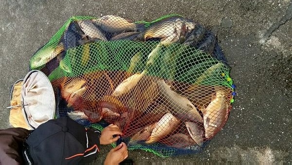 饵料|钓鱼小药的秘密，你还在乱加小药吗？怪不得你钓不到鱼